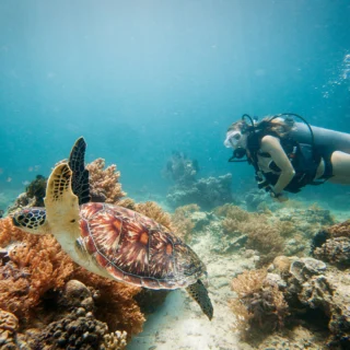 dive gili