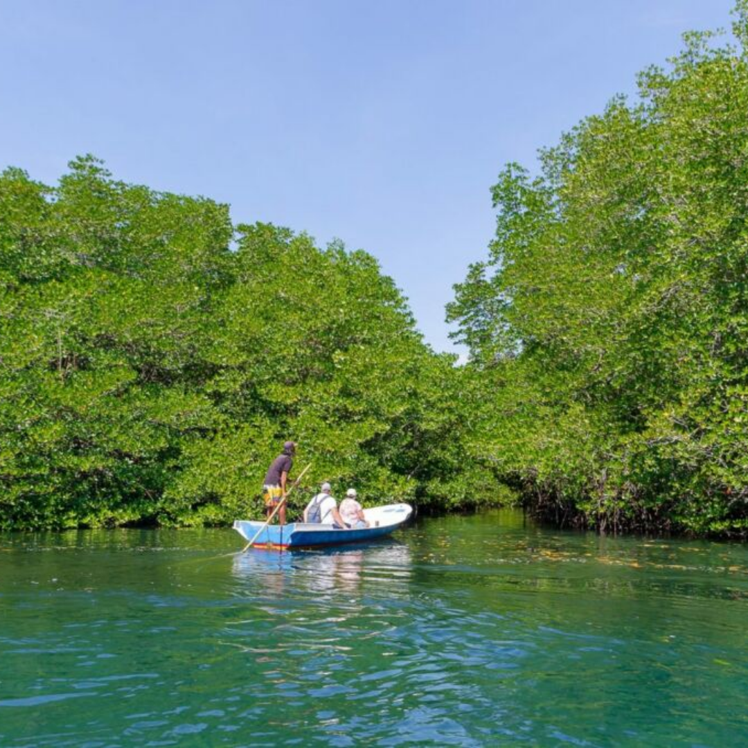 Mangrove