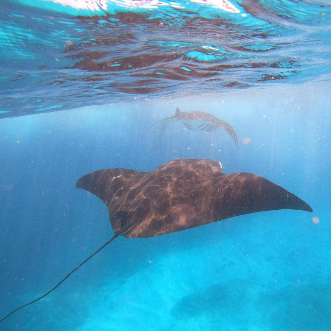Snorkeling Lembongan