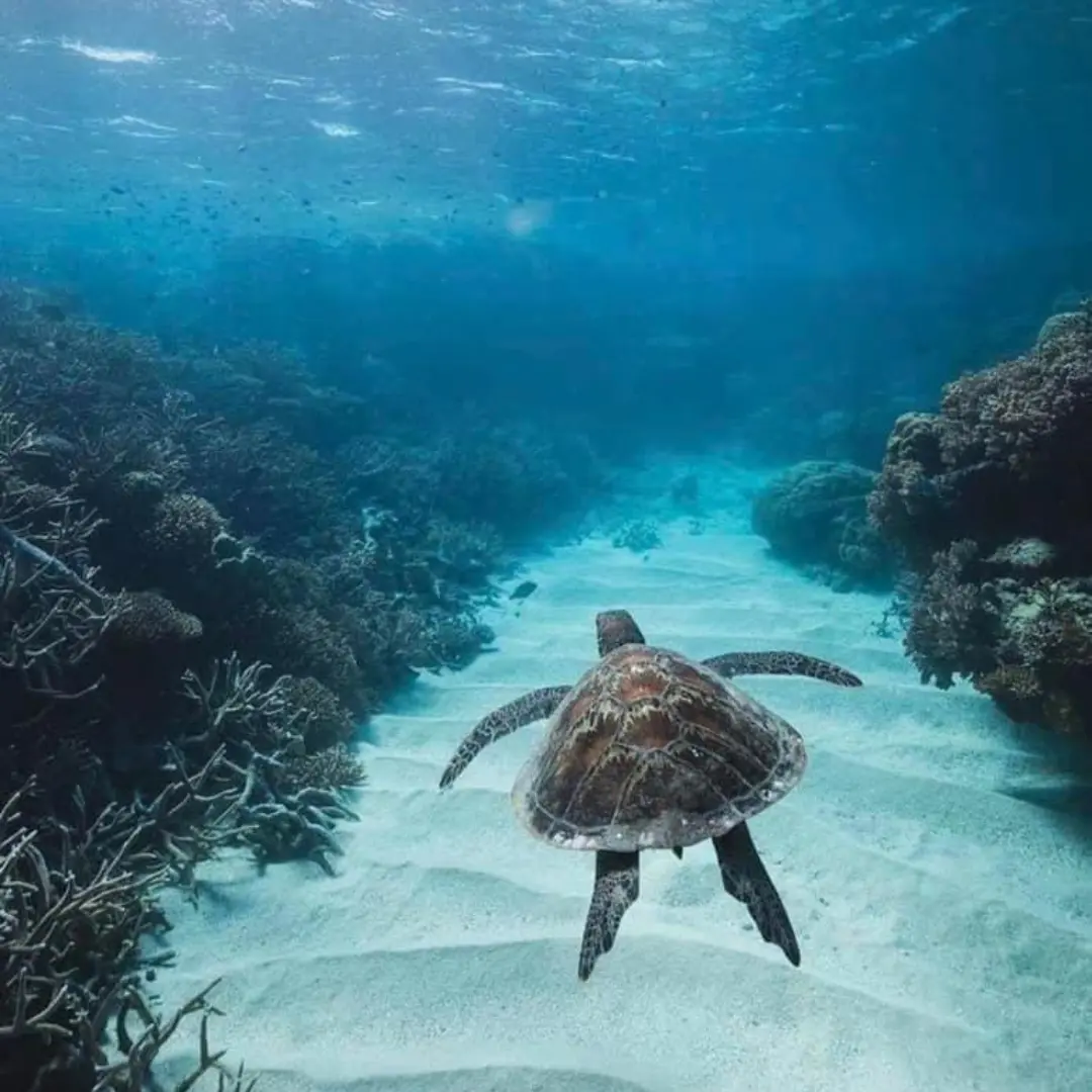 Snorkeling