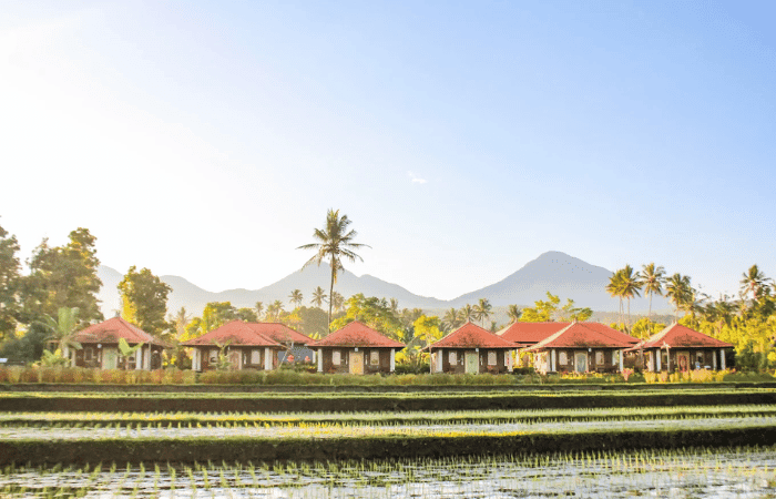 Vue sur les plantations de riz - Hôtel Sri Lestari Banyuatis
