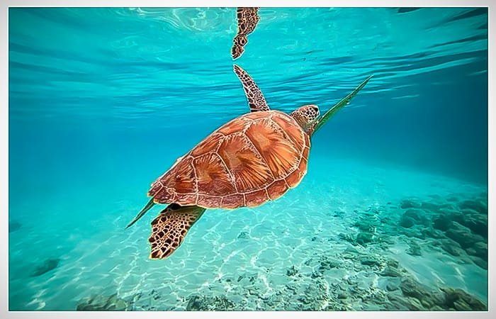 tortue