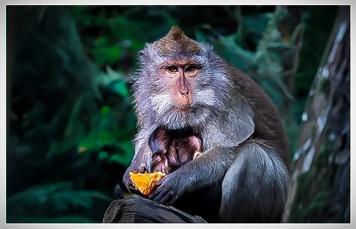 singe