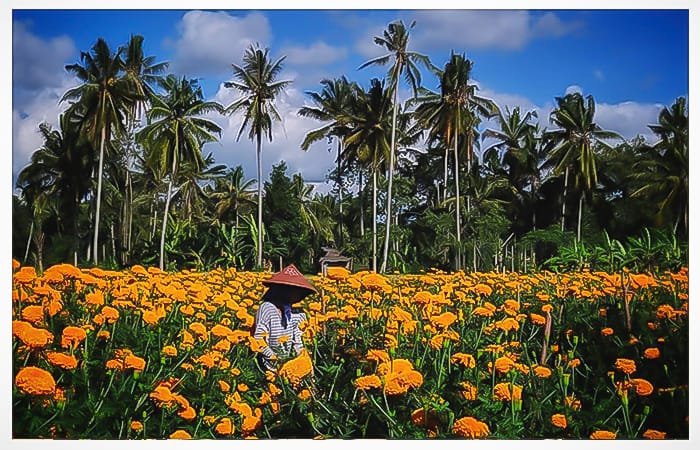 fleurs